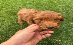 Caniche Enano perros en venta: OPORTUNIDAD  - Imagen 4
