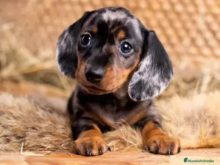 Teckel Miniatura perros TECKEL MINI , ARLEQUIN Y CLASICO - Anuncio 33