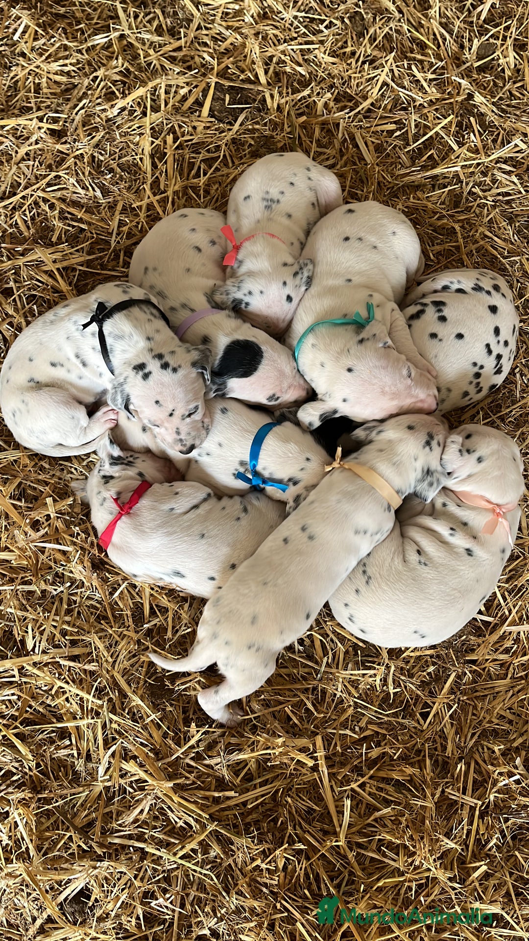 Dálmata perros en venta: Espectacular camada de dálmatas  - Imagen 4