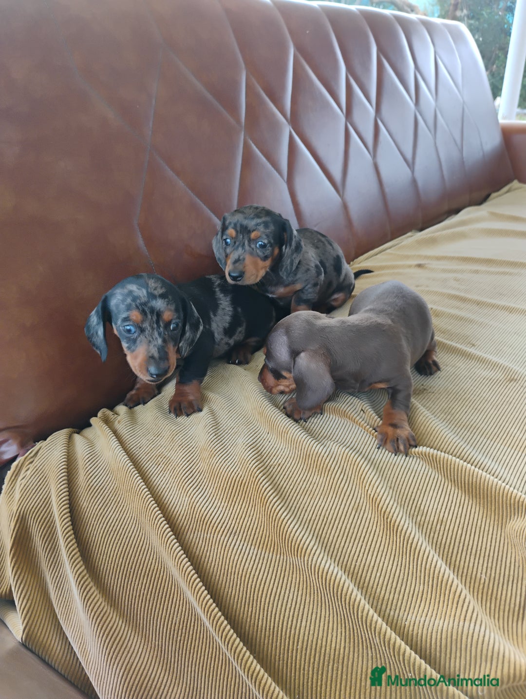 Teckel Miniatura perros en venta: Cachorros teckel miniatura  - Anuncio 2