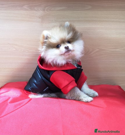 Pomerania perros en Barcelona - Anuncio 8