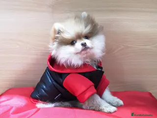Pomerania perros Lulú de pomerania en Barcelona - Anuncio 2