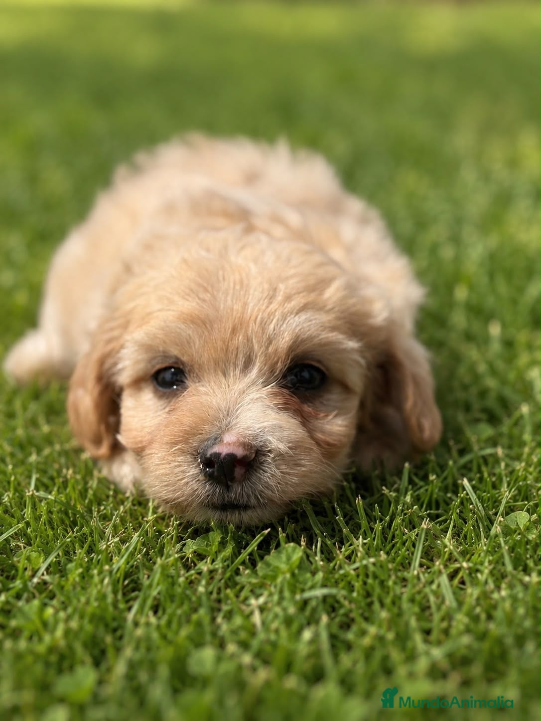 Maltipoo perros en venta: Maltipoo hembra - Anuncio 3