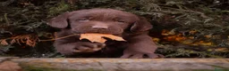 Labrador Retriever perros en venta: Camada labrador retriever chocolate  - Anuncio 8