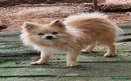 Pomerania perros en venta: Pomerania 50% linea rusa - Imagen 1