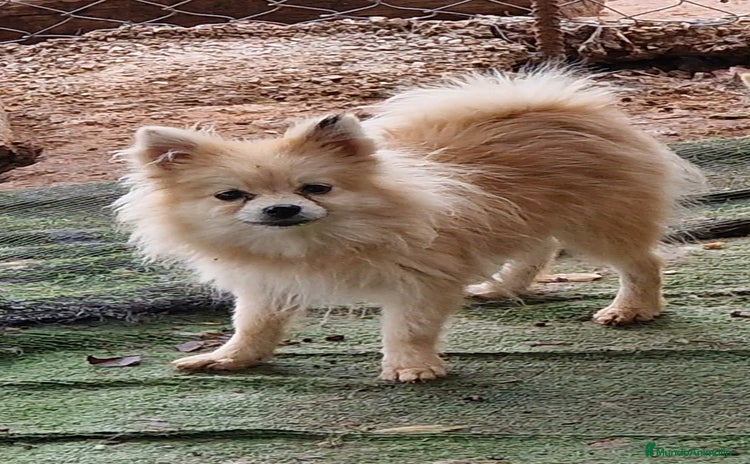 Pomerania perros - Anuncio 1