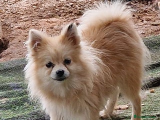 Pomerania perros - Anuncio 31