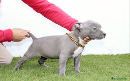 American Pit Bull Terrier perros en venta: American pitbull terrier mejor criadero de España  - Imagen 10
