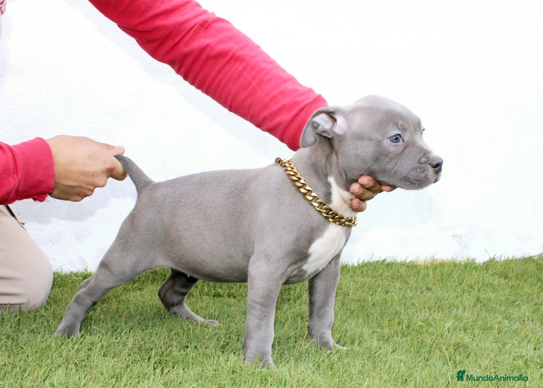 American Pit Bull Terrier perros en venta: American pitbull terrier mejor criadero de España  - Imagen 10