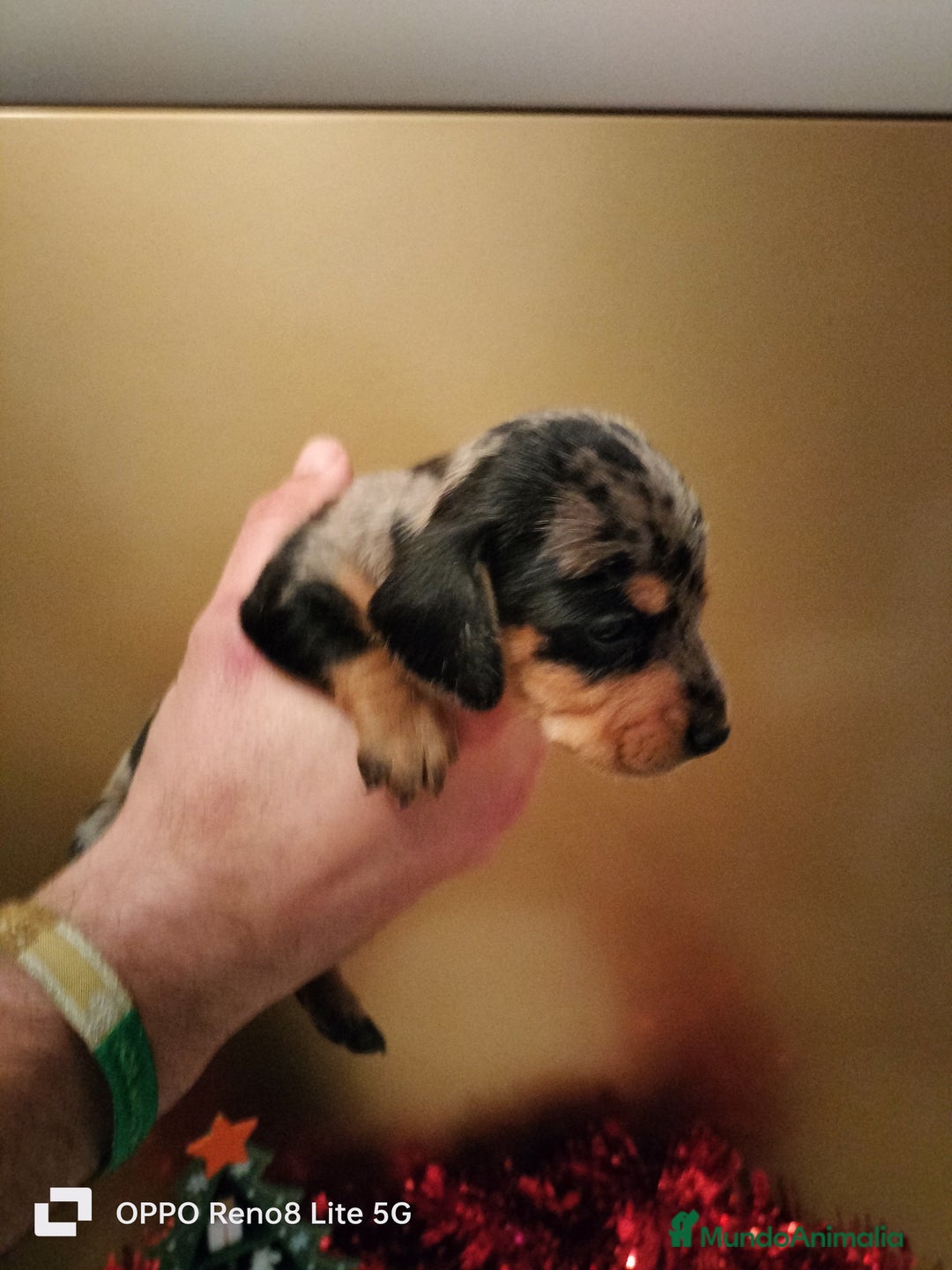 Teckel Miniatura perros en venta: Cachorros de teckel Arlequin miniatura  - Anuncio 4