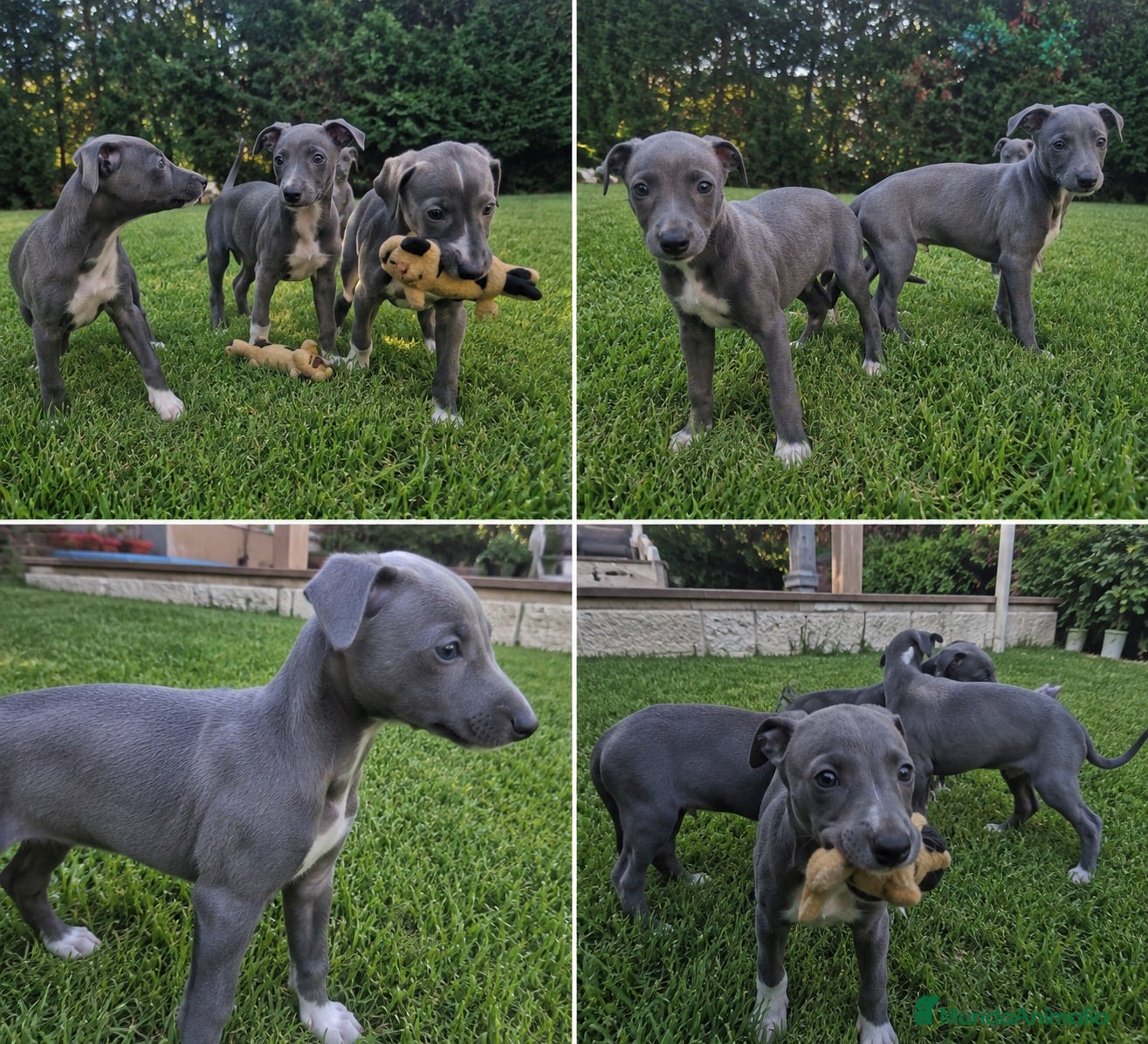 Whippet perros whippet cachorros  - Anuncio 1