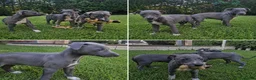 Whippet perros en venta: whippet cachorros  - Anuncio 1