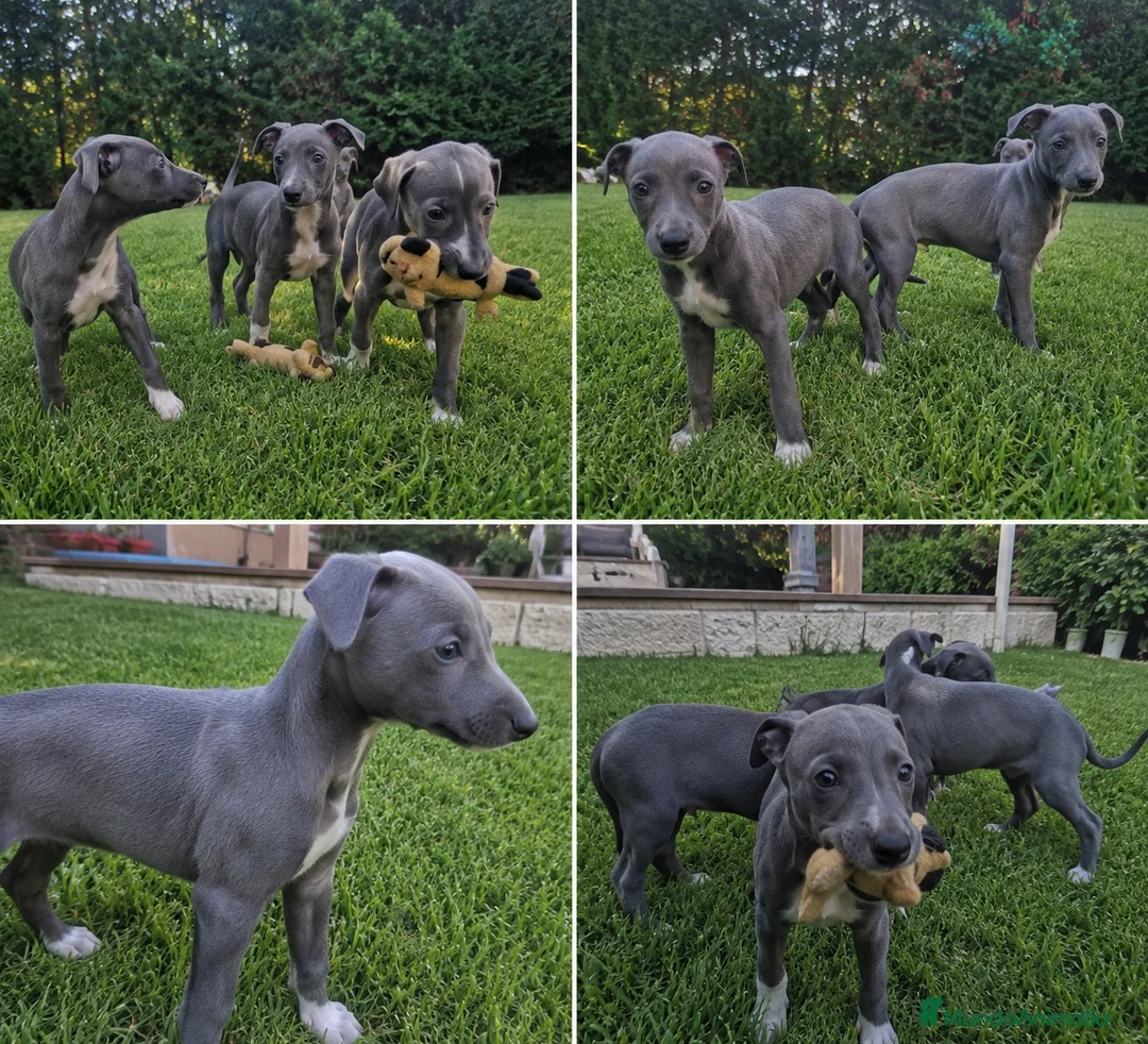Whippet perros en venta: whippet cachorros  - Anuncio 1