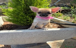 Chihuahua perros en venta: Chihuahua hembra disponible !!! - Imagen 8