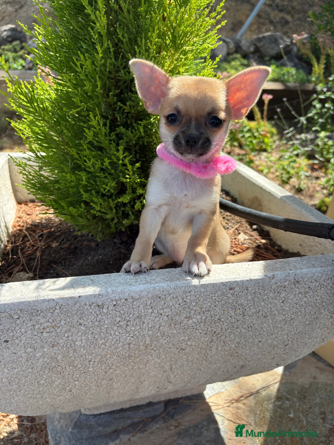 Chihuahua perros en venta: Chihuahua hembra disponible !!! - Imagen 8