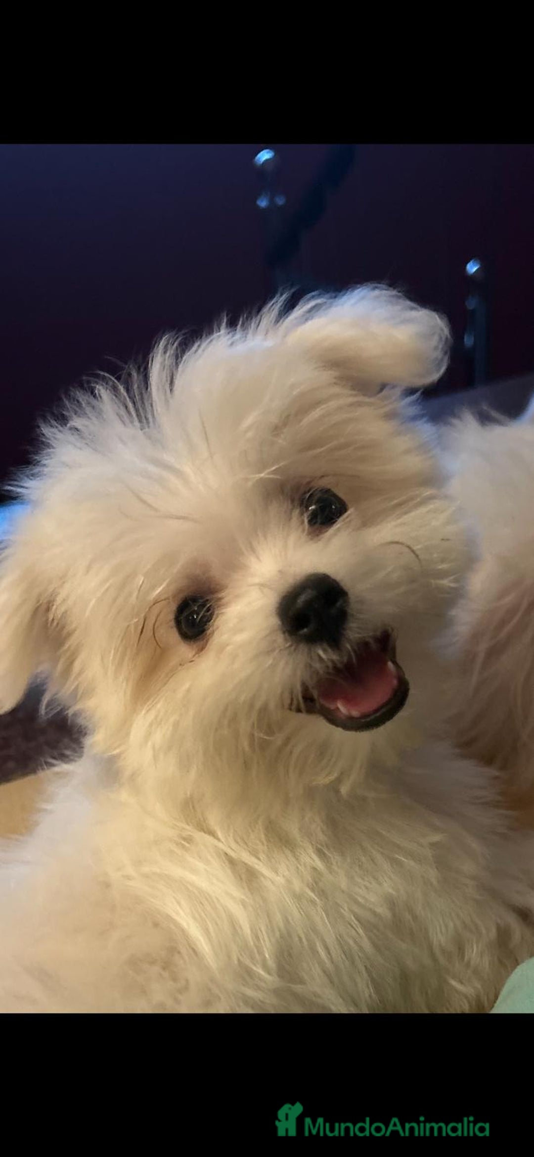 Bichón Maltés perros en venta: Camada de bichón maltés - Imagen 1