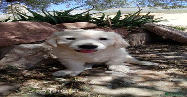 Golden Retriever perros - Anuncio 2
