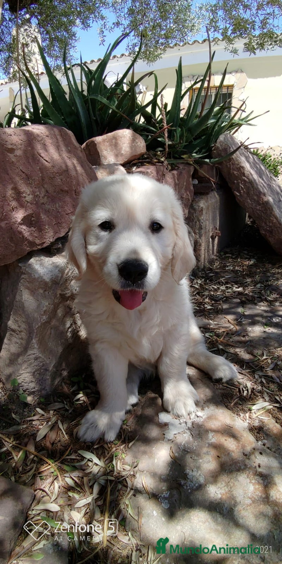 Golden Retriever perros en venta:  GOLDEN RETRIEVER ( 621123874 ) - Anuncio 3