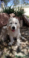 Golden Retriever perros - Anuncio 1