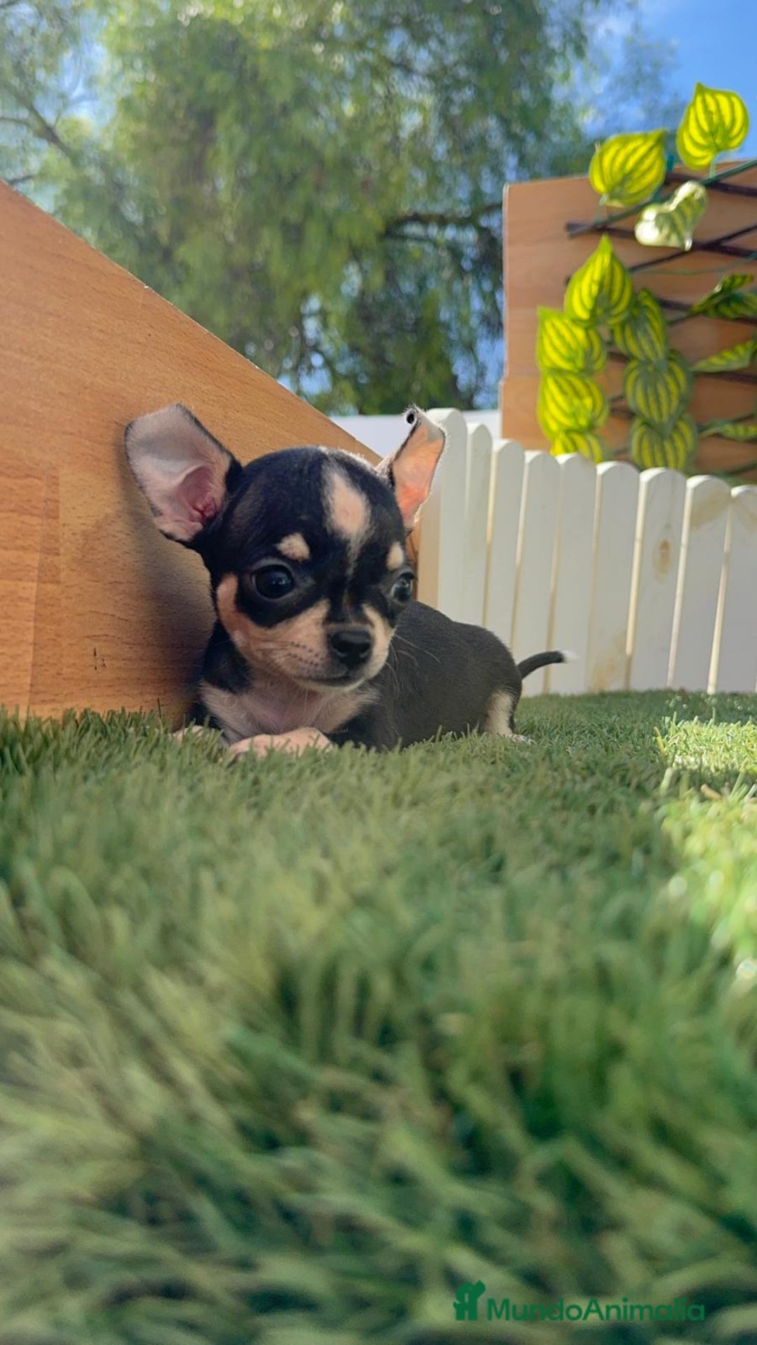Chihuahua perros en venta: CHIHUAHUA HEMBRA - Imagen 7
