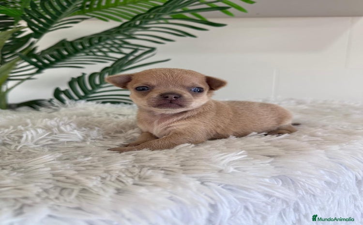 Chihuahua perros - Anuncio 15