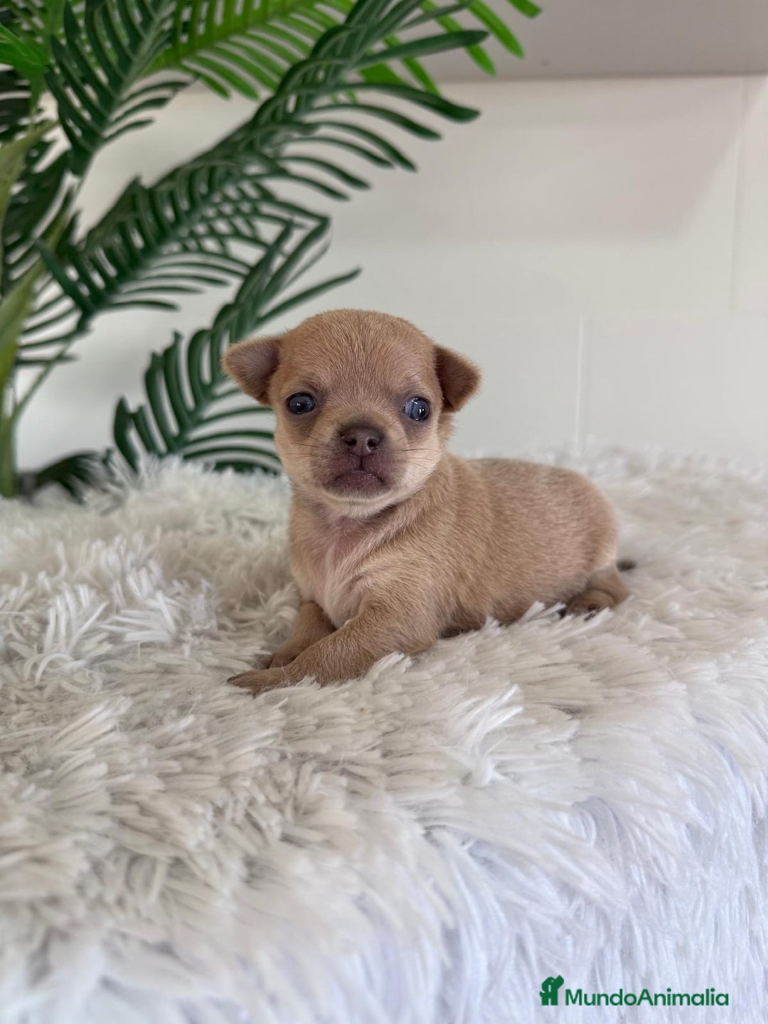 Chihuahua perros en venta: CHIHUAHUA MACHO-OJOS AZULES - Imagen 1