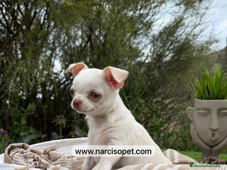 Chihuahua perros - Anuncio 24