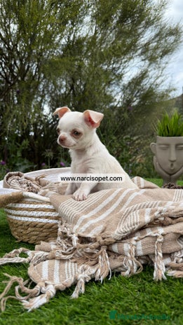 Chihuahua perros - Anuncio 13