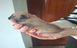 Bulldog Francés perros en venta: Bulldog frances fawn - Imagen 2