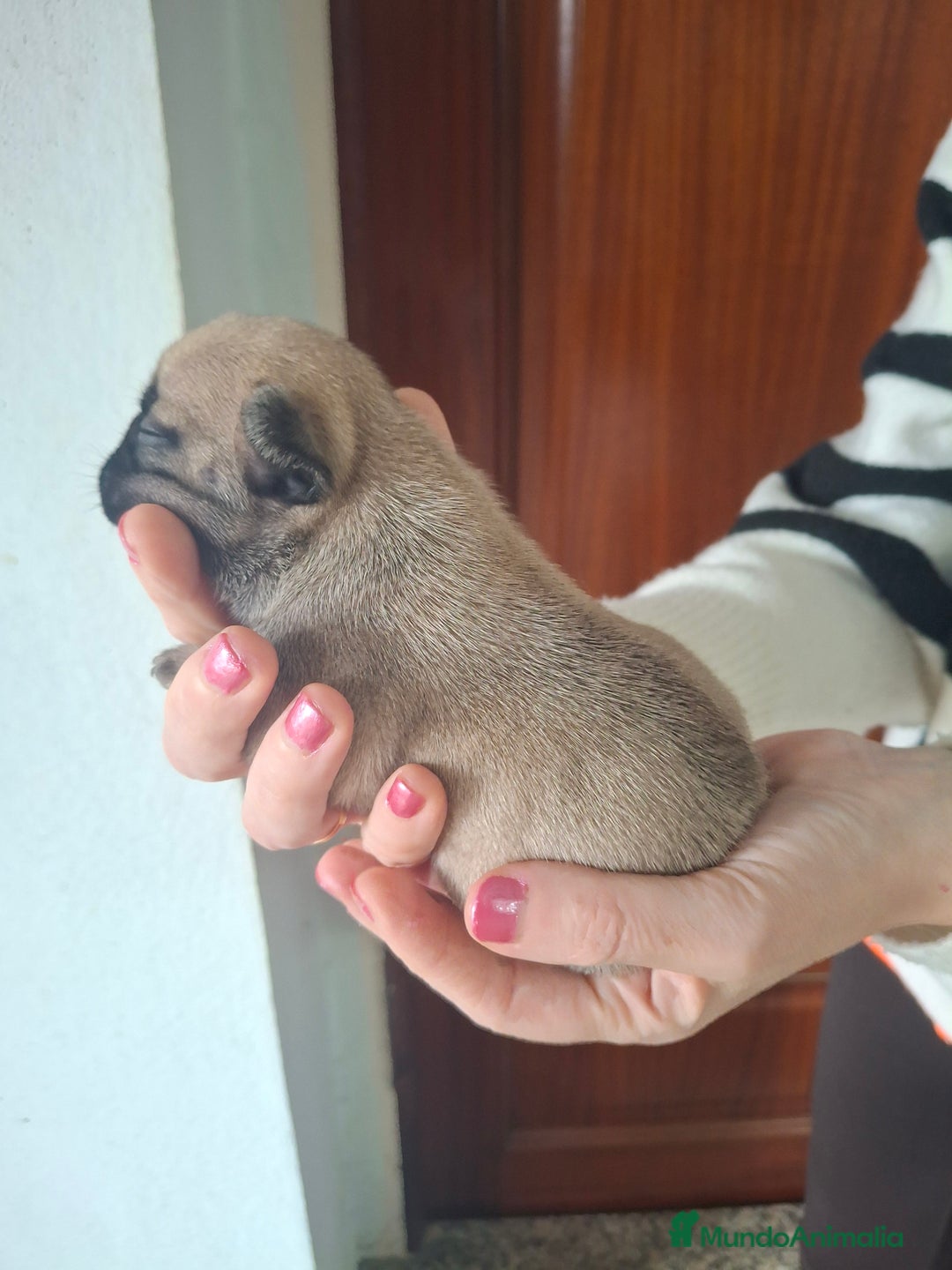 Bulldog Francés perros en venta: Bulldog frances fawn - Imagen 2