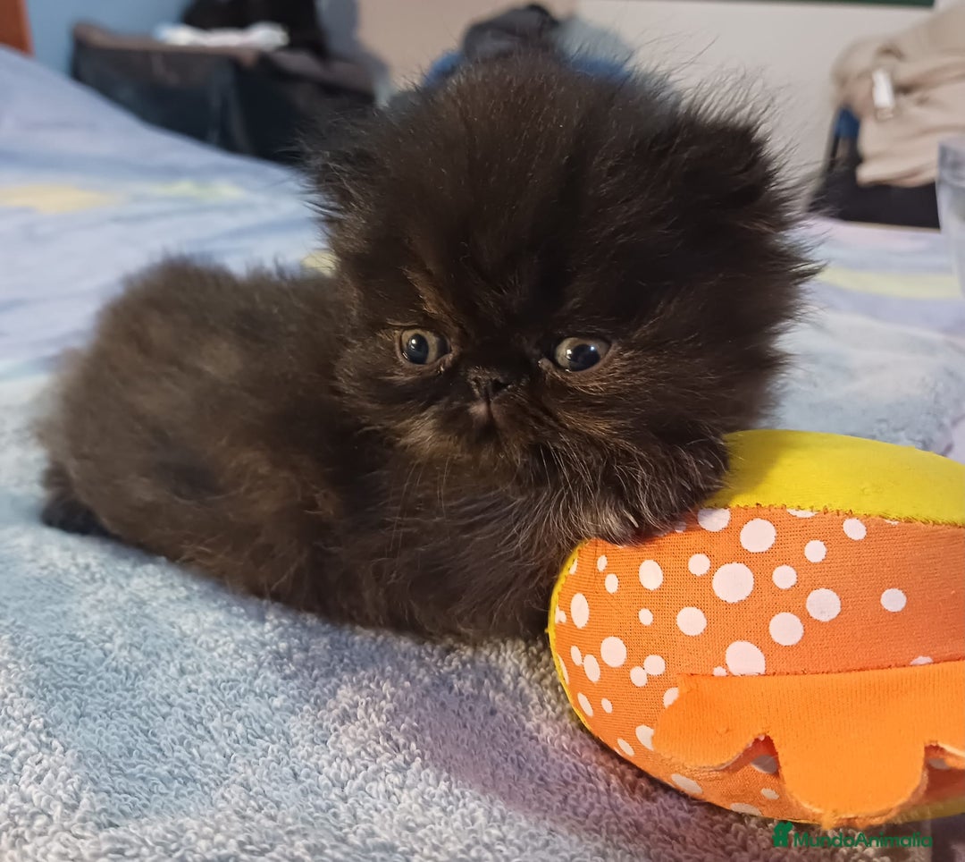 Persa gatos en venta: Gatos persas - Anuncio 3