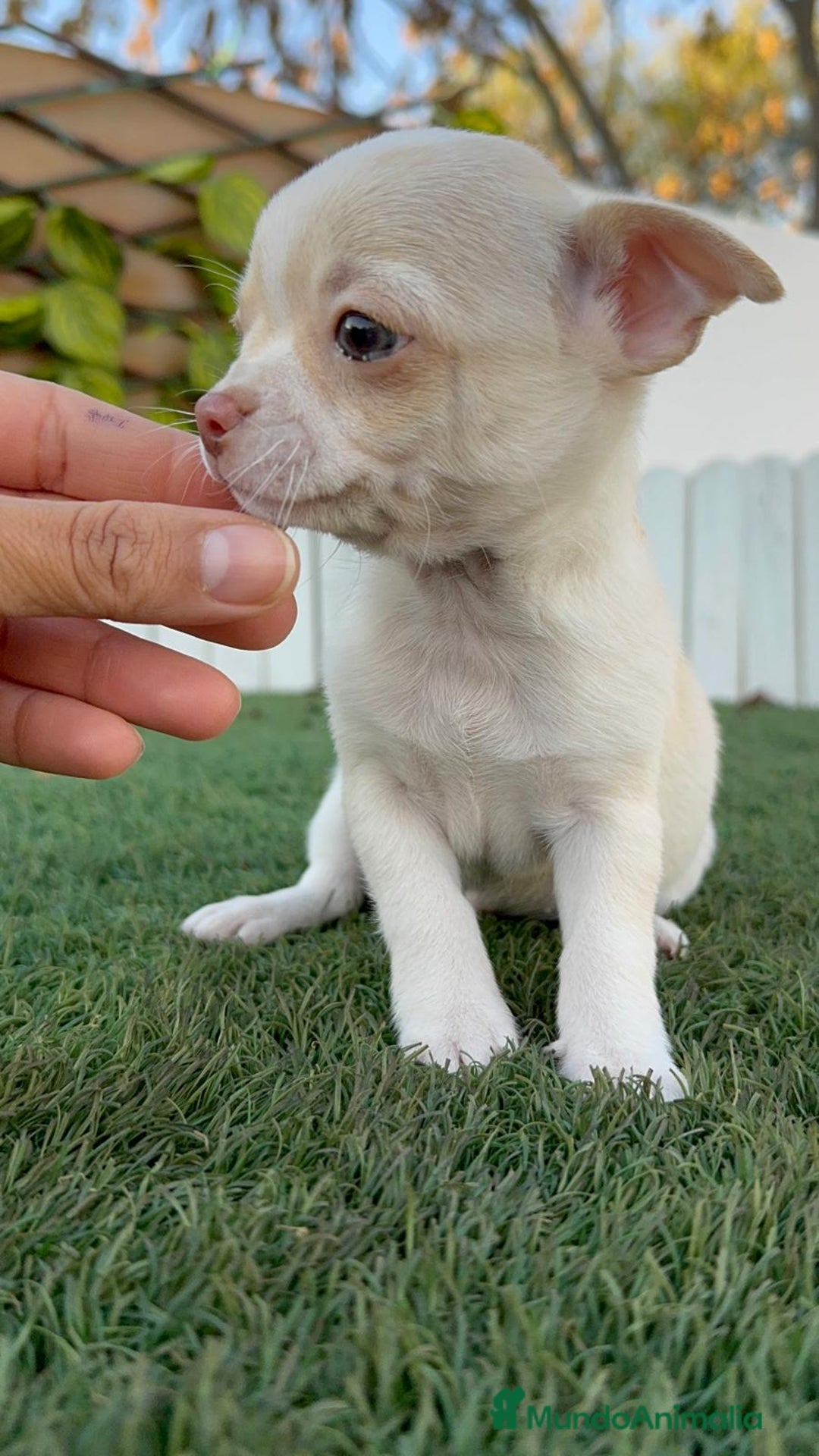 Chihuahua perros en venta: CHIHUAHUA MACHO - Anuncio 8