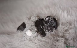 Cocker Spaniel Inglés perros en venta: Cocker Spaniel Ingés, cachorros - Anuncio 4
