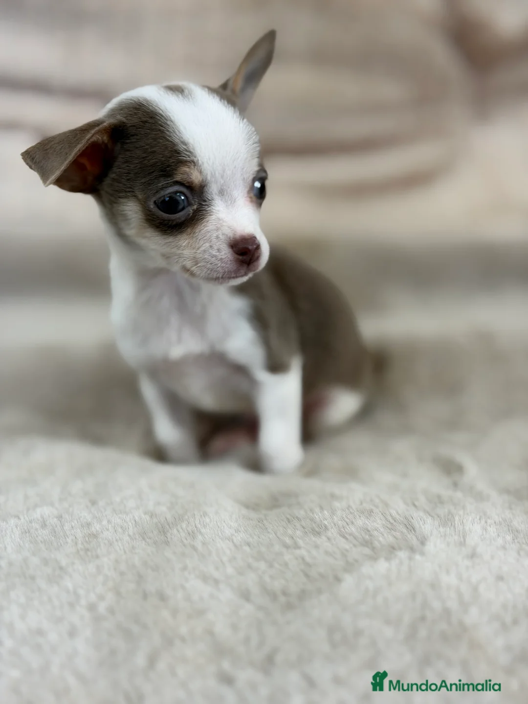 Chihuahua perros en venta: Chihuahua Minitoy  - Anuncio 3