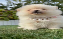 Pomerania perros en venta: POMERANIA HEMBRA - Imagen 27