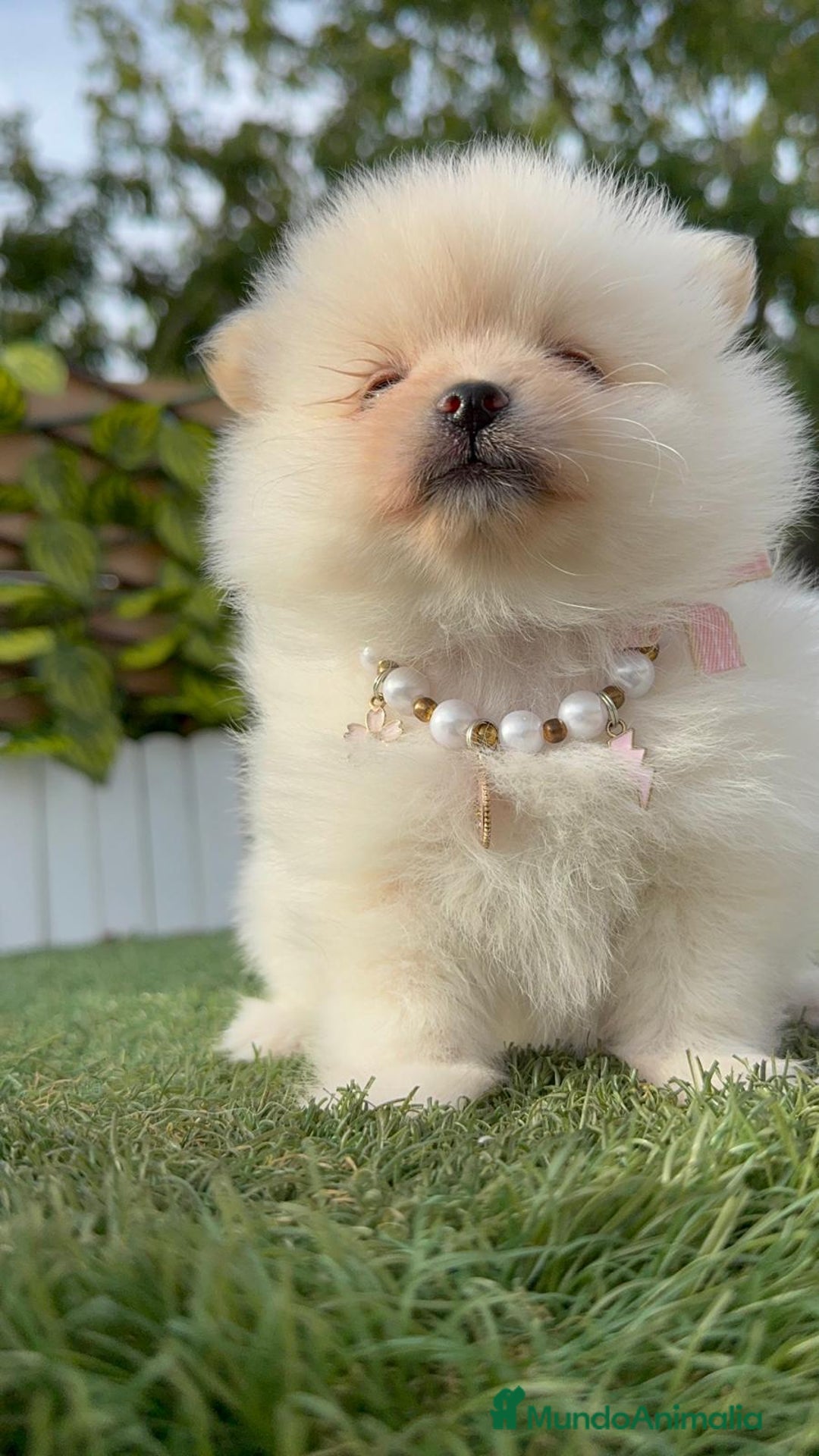 Pomerania perros en venta: POMERANIA HEMBRA - Imagen 27