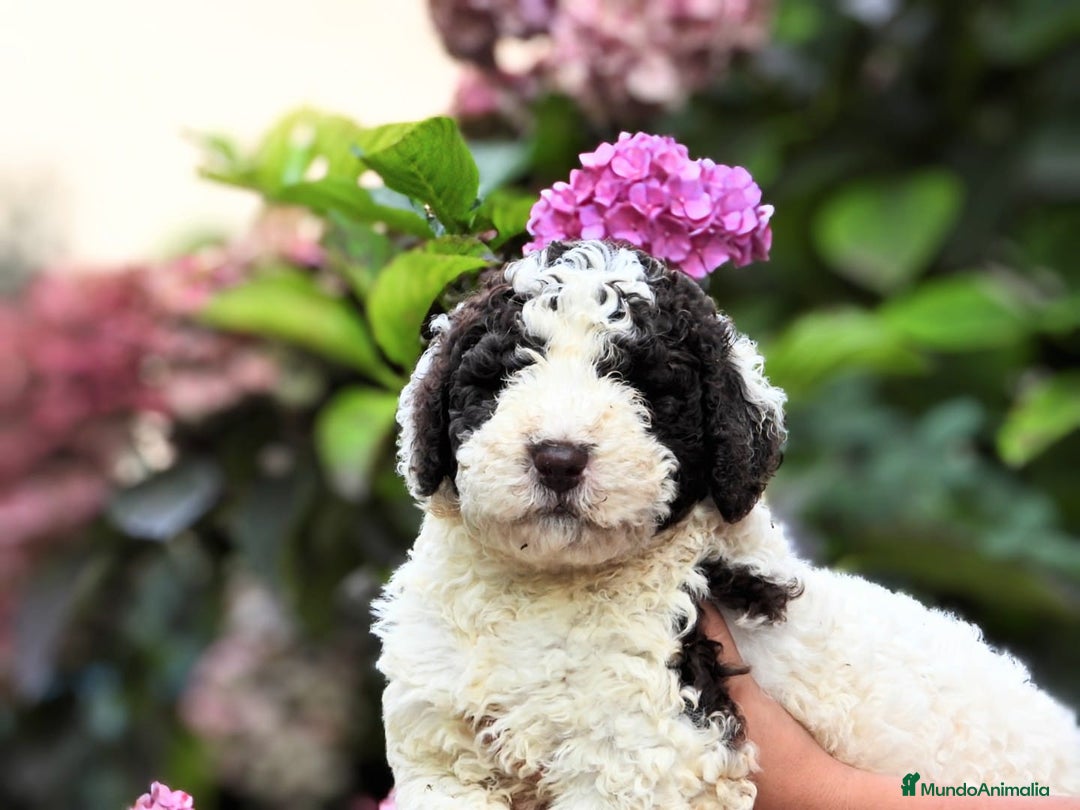 Perro de Agua Español perros en venta: Preciosa camada de perro de agua español - Imagen 11