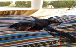 Teckel perros en venta: Cachorrita teckel negro y fuego  - Imagen 6