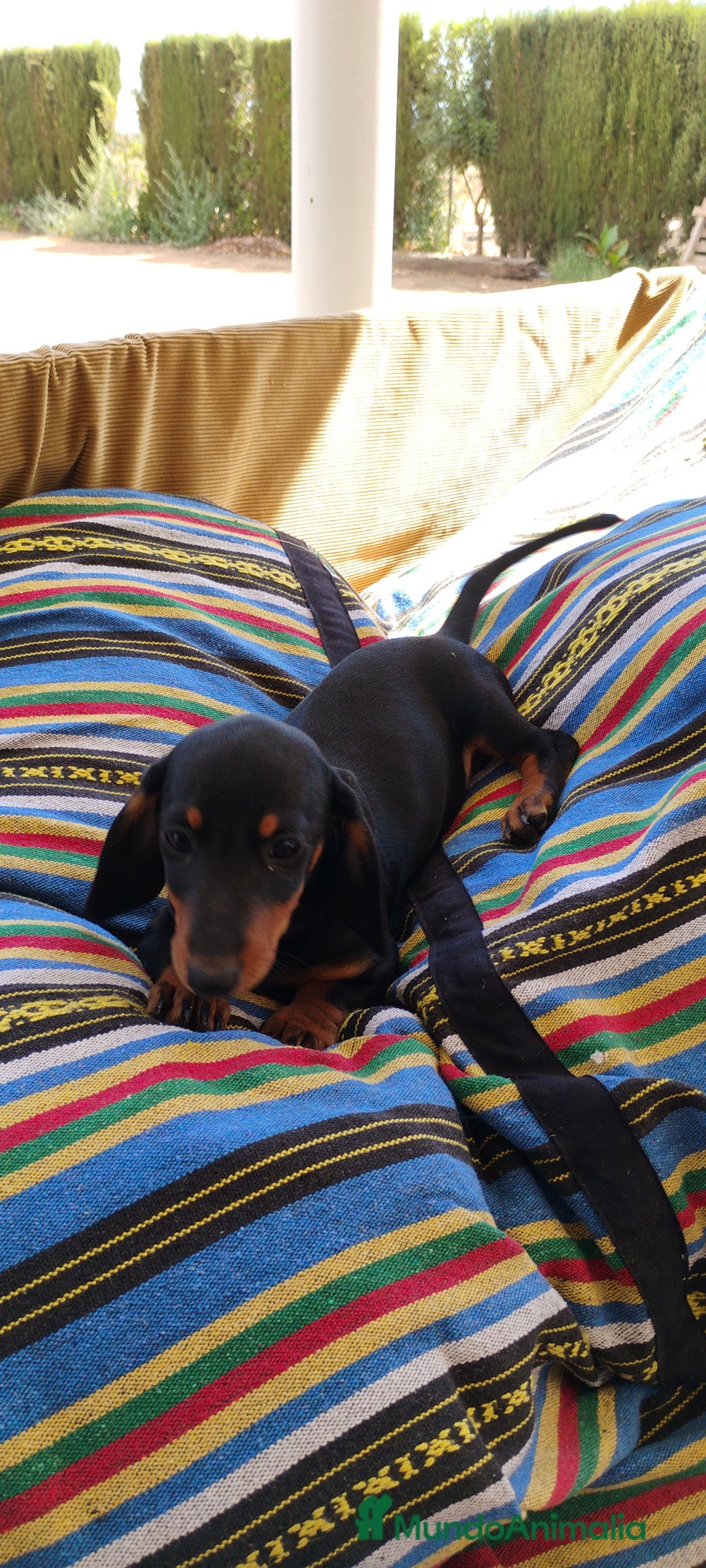 Teckel perros en venta: Cachorrita teckel negro y fuego  - Imagen 6