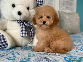 Caniche Toy perros Caniche toy apricot con vacunación completa !! - Anuncio 2