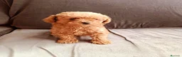 Caniche Toy perros en venta: Caniche toy - Anuncio 2