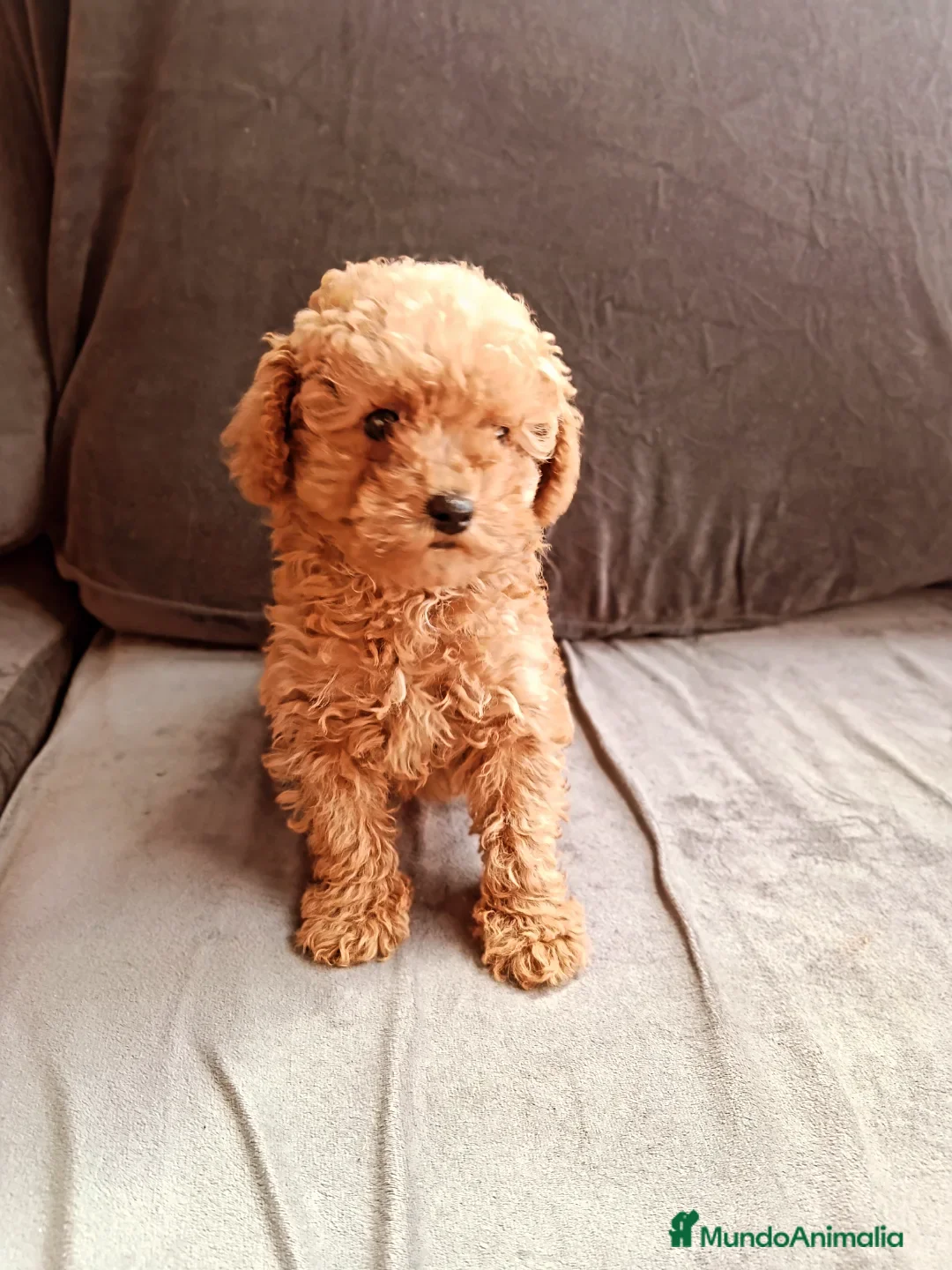 Caniche Toy perros en venta: Caniche toy - Anuncio 2
