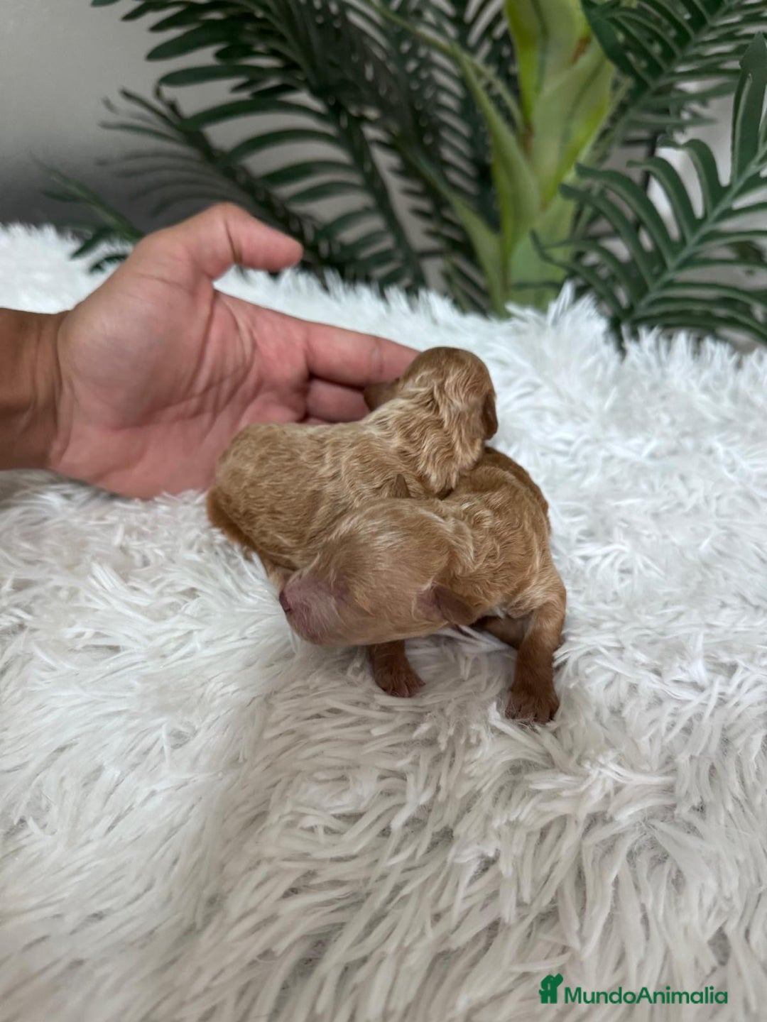 Caniche Toy perros en venta: CANICHE TOY - Imagen 2