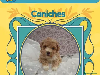 Caniche Enano perros Caniches enanos auténticos - Anuncio 2