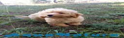 Havapoo perros en venta: Havapoo Macho de Leo y Can 1877 - Anuncio 10
