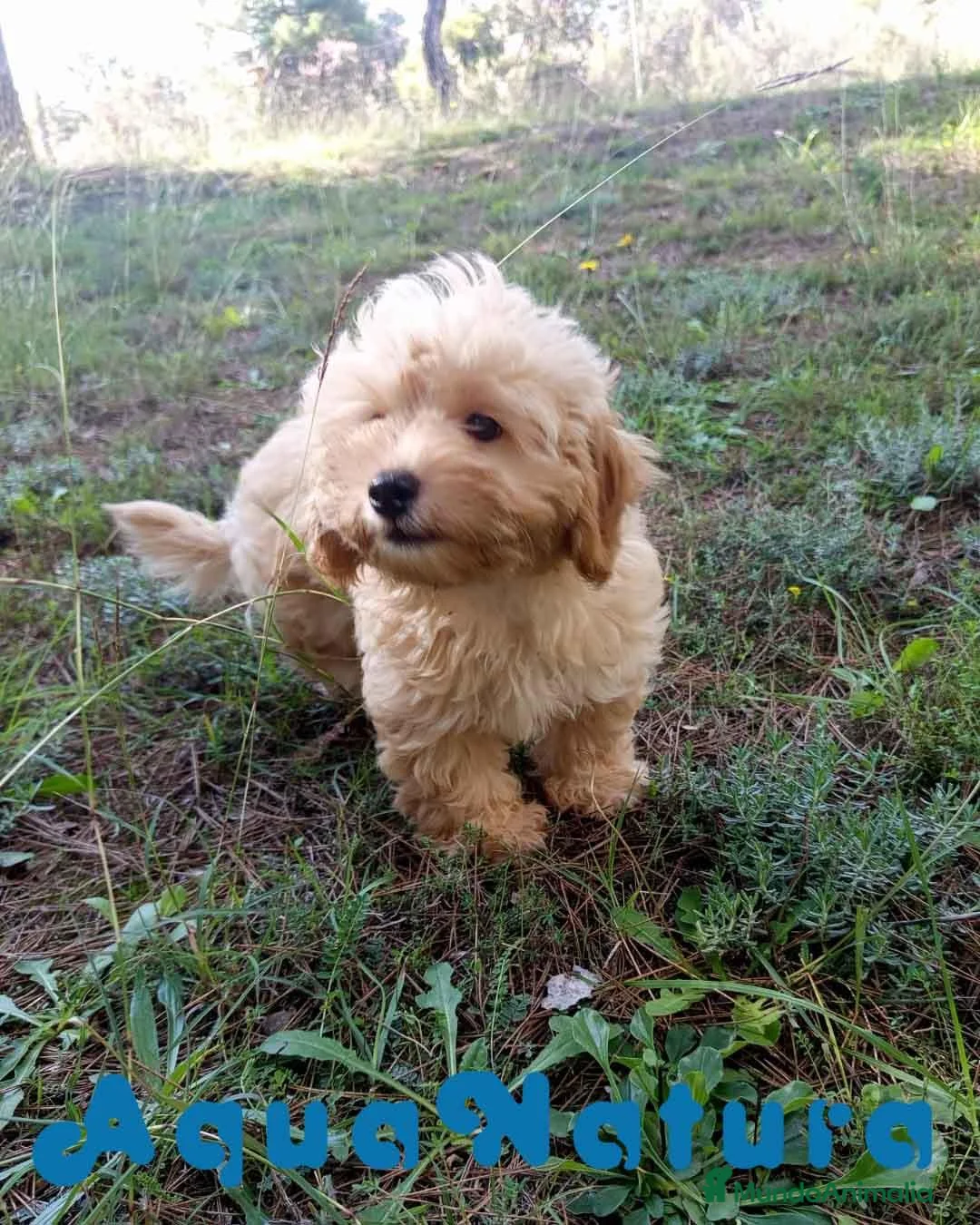 Havapoo perros en venta: Havapoo Macho de Leo y Can 1877 - Anuncio 10
