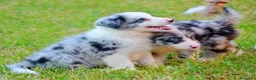 Border Collie perros en venta: camada de border collie  - Anuncio 21