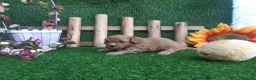 Caniche Toy perros en venta: IMPRECIONANTES  CANICHES  ROJO  TOY  - Anuncio 8