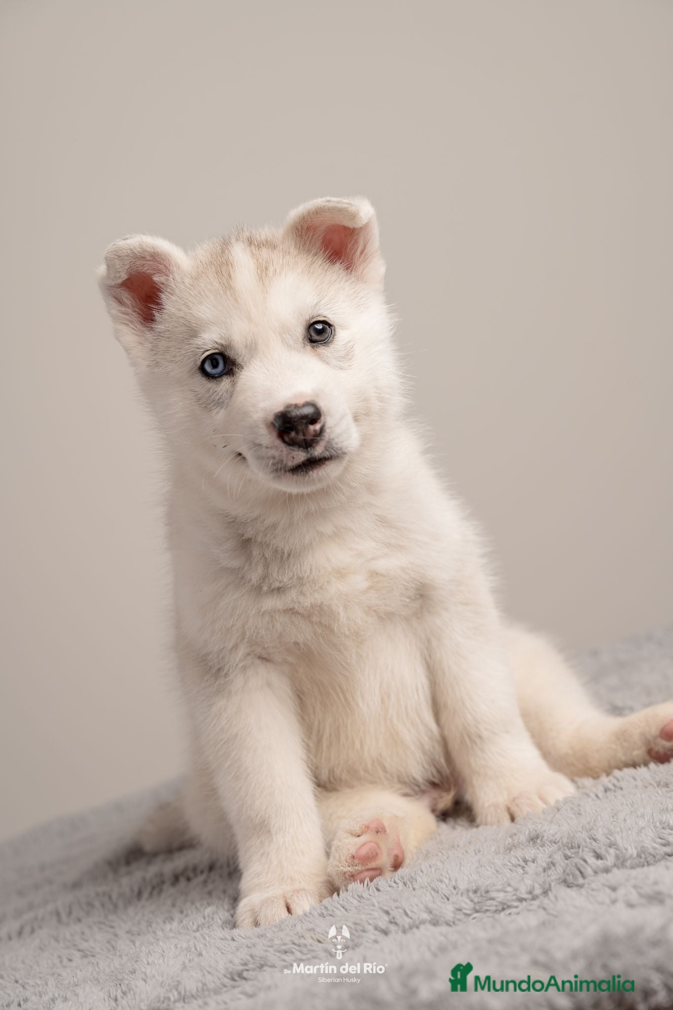 Husky Siberiano perros RESERVA CACHORROS - Siberian Husky - Anuncio 1