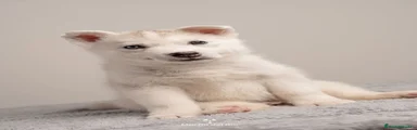 Husky Siberiano Cachorro 2